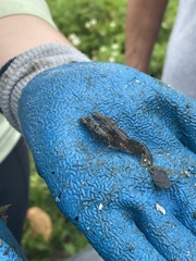 Alpheus heterochaelis