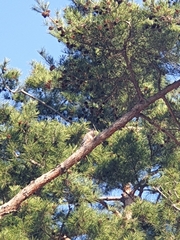 Streptopelia orientalis