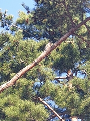 Streptopelia orientalis