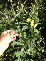 Lactuca ludoviciana