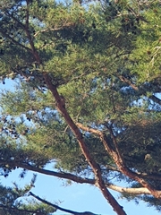 Streptopelia orientalis