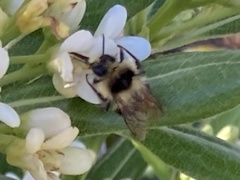 Bombus melanopygus