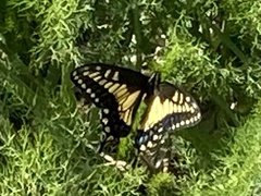 Papilio zelicaon