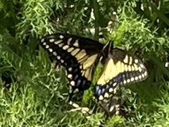 Papilio zelicaon