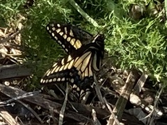 Papilio zelicaon