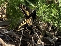 Papilio zelicaon