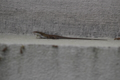 Anolis carolinensis