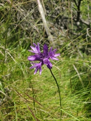 Dichelostemma