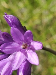 Dichelostemma