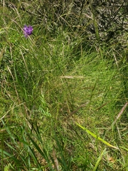 Dichelostemma