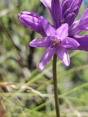 Dichelostemma