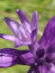 Dichelostemma