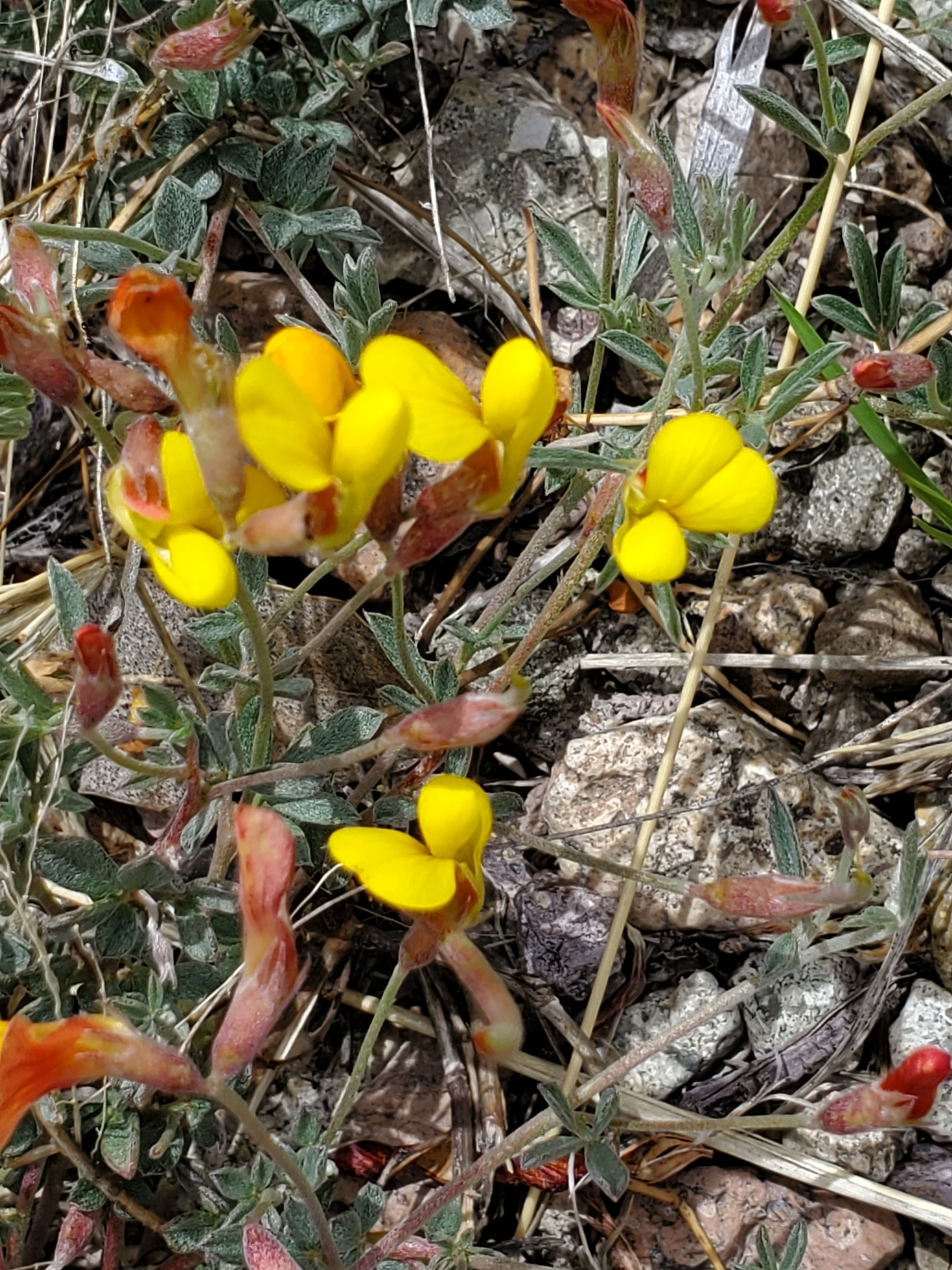 Acmispon oroboides (Kunth) Brouillet