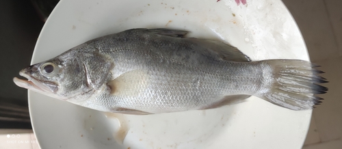 Nile Perch