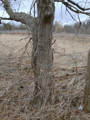 Acer negundo