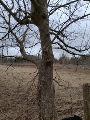 Acer negundo