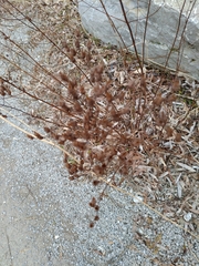 Angiospermae