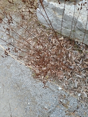 Angiospermae