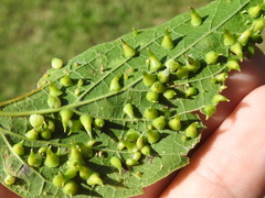 Celticecis spiniformis