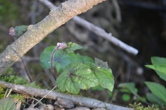 Tiarella nautila