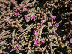 Mesembryanthemum dinteri