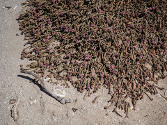 Mesembryanthemum dinteri