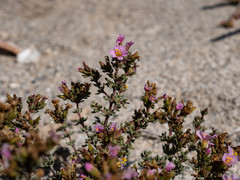 Frankenia pomonensis