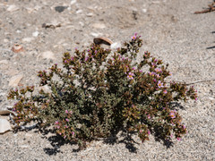 Frankenia pomonensis