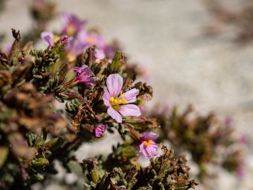 Sperrgebiet Sea Heath (Frankenia pomonensis)