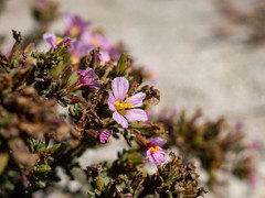 Frankenia pomonensis