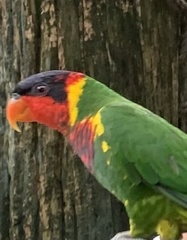 Saudareos ornatus