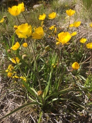 Ranunculus abnormis