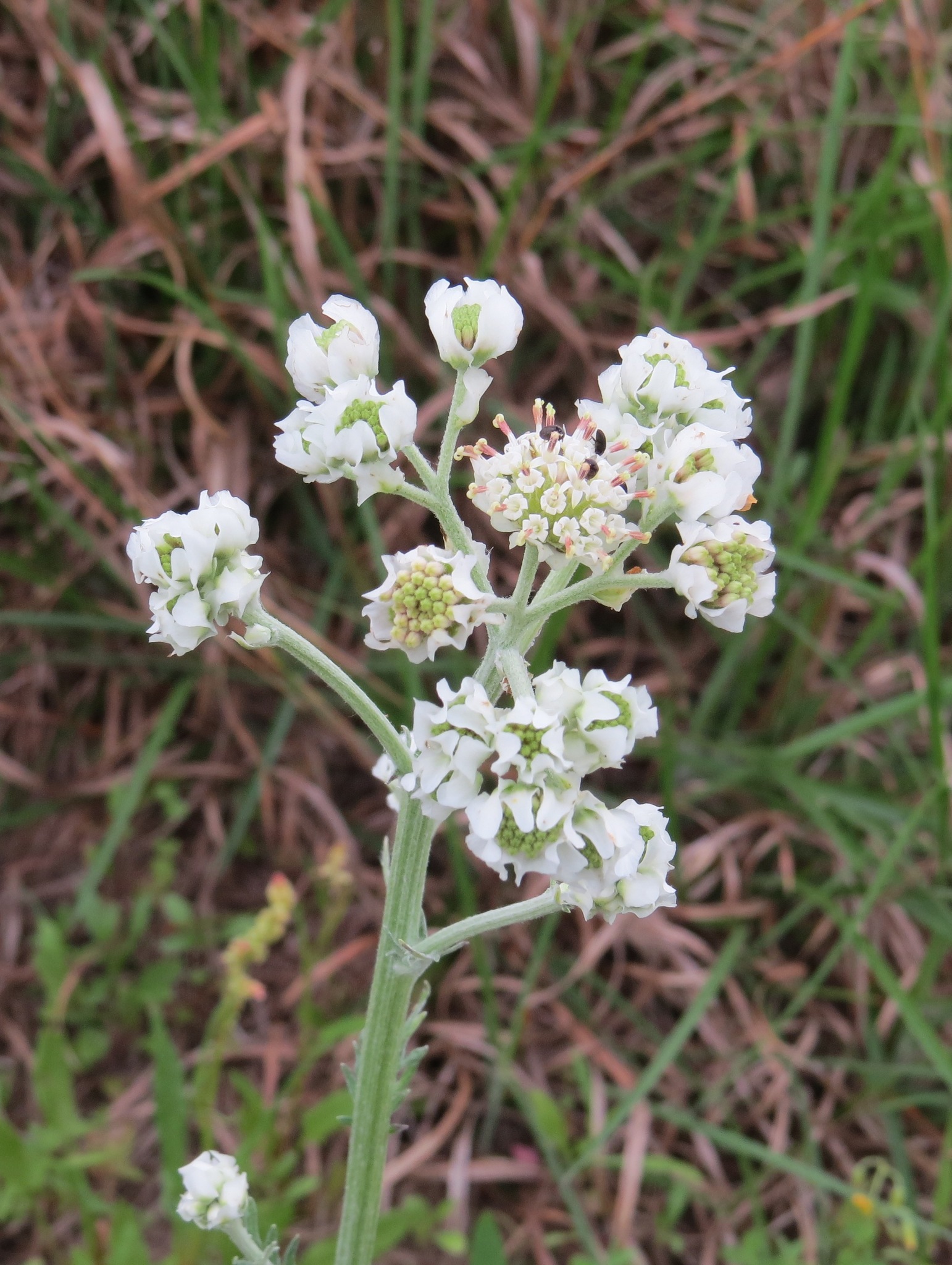 Hymenopappus