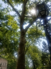 Platanus × hispanica