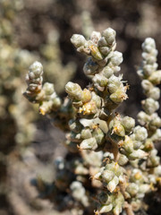 Salsoloideae