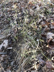 Poa sylvestris