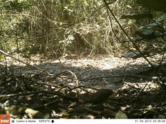 Crypturellus cinnamomeus