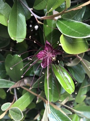 Capparis cynophallophora