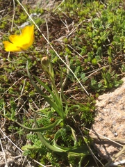 Ranunculus abnormis