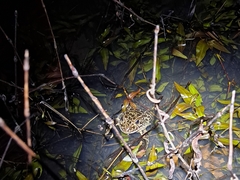 Lithobates areolatus circulosus