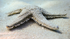 Astropecten platyacanthus