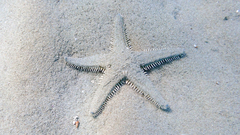 Astropecten platyacanthus