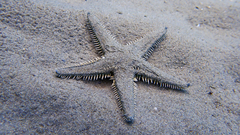 Astropecten platyacanthus