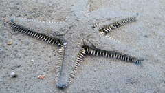 Astropecten platyacanthus