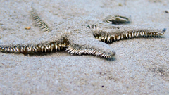 Astropecten platyacanthus