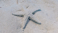 Astropecten platyacanthus