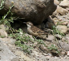 Cinclodes atacamensis
