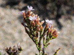 Limonium dyeri