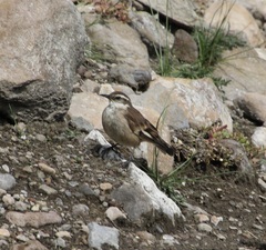 Cinclodes atacamensis