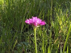 Allium serra